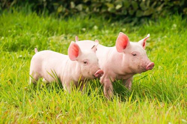 2021年猪产业个股集体上涨，牧原市值再次站稳3000亿